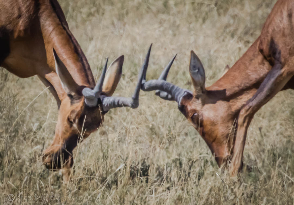 Fighting Antelope in Namibia