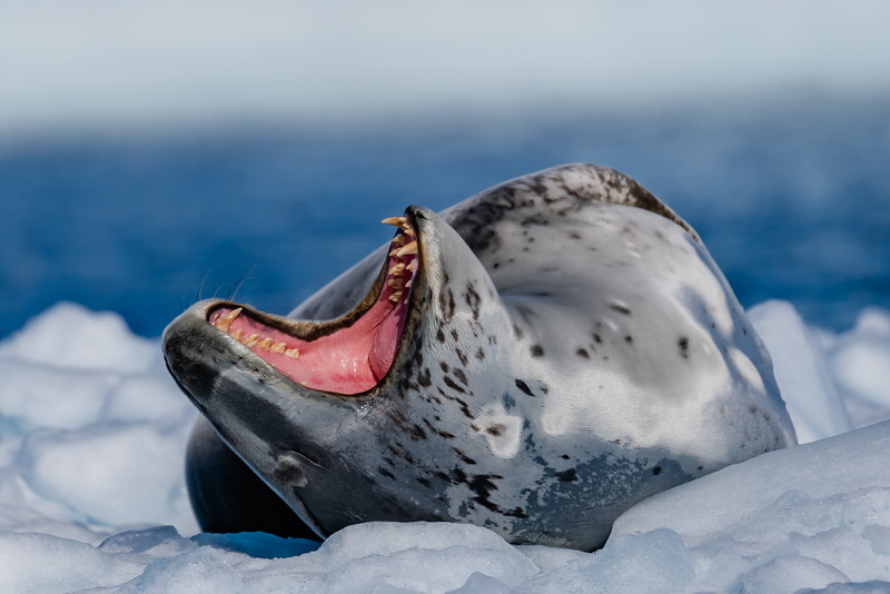 Leopard Seal with mouth open showing teeth in Antarctica 
