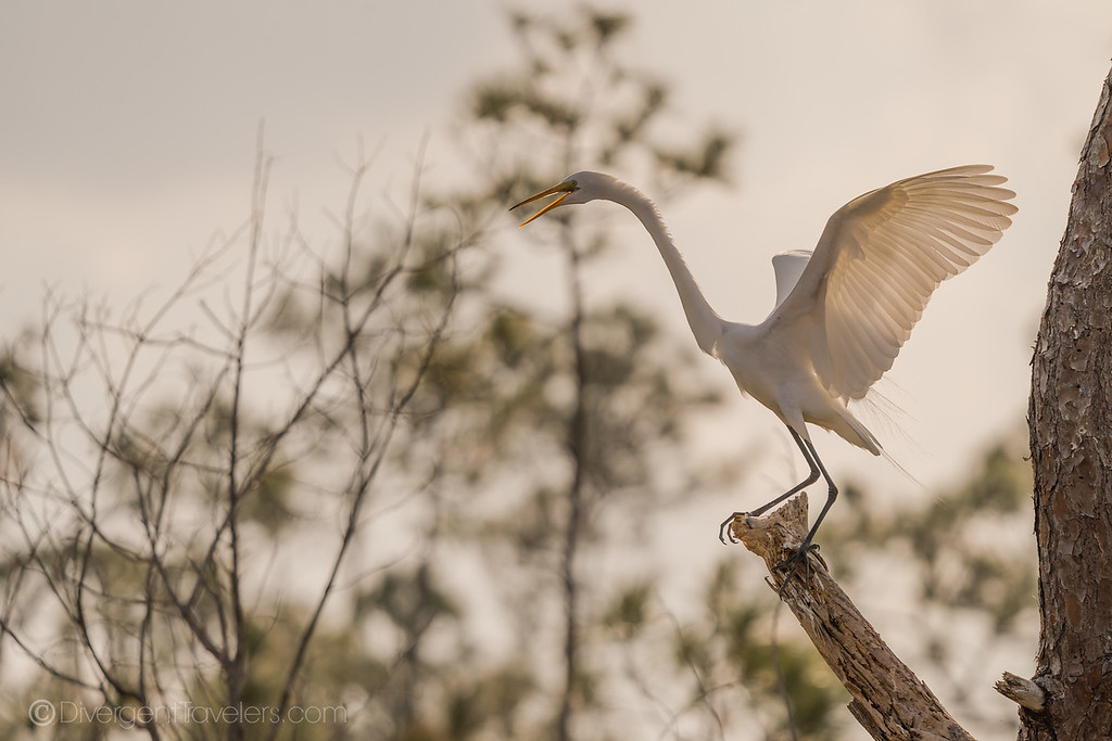 white stork in Florida