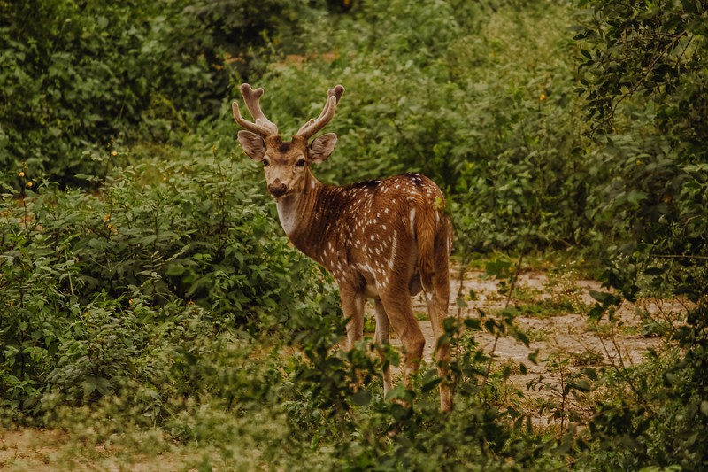 Keoladeo National Park, Agra, India