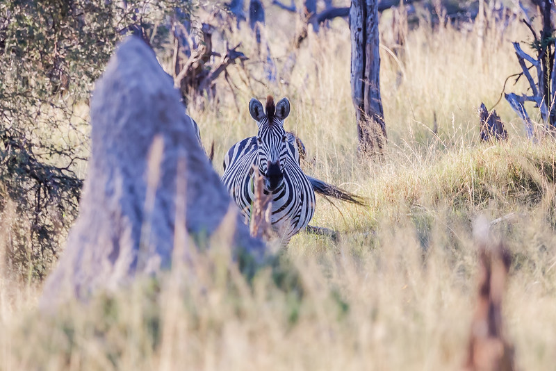 Zebra in Africa - Best Camera for Safari