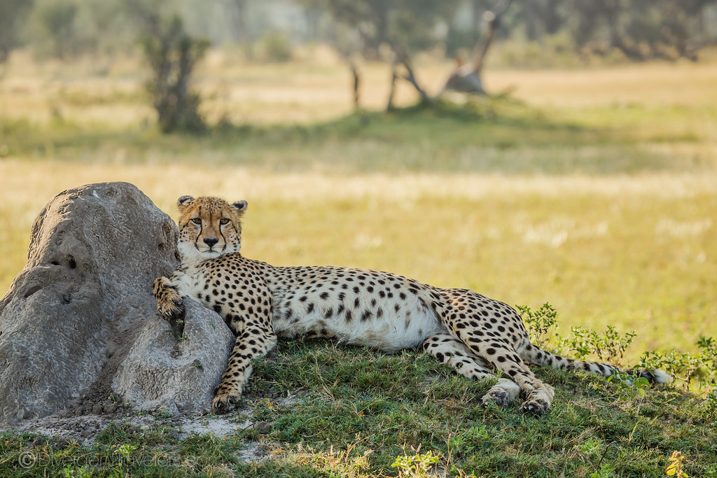 Lounging Cheetah in Zimbabwe