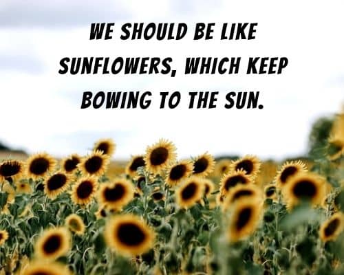 life is beautiful quotes: We should be like sunflowers, which keep bowing to the sun.