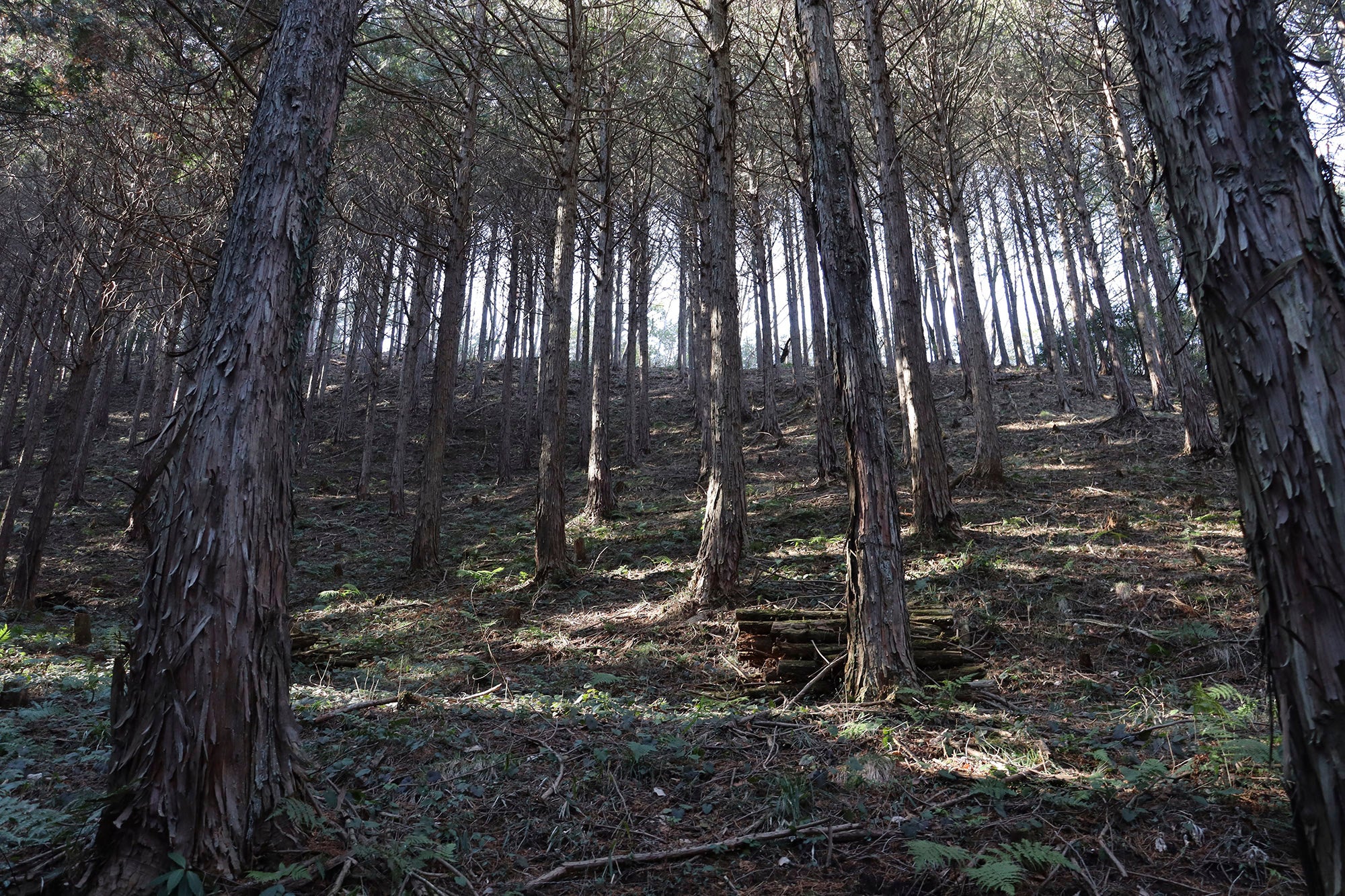 「サントリー 天然水の森 栃木」の森林整備に関する協定締結