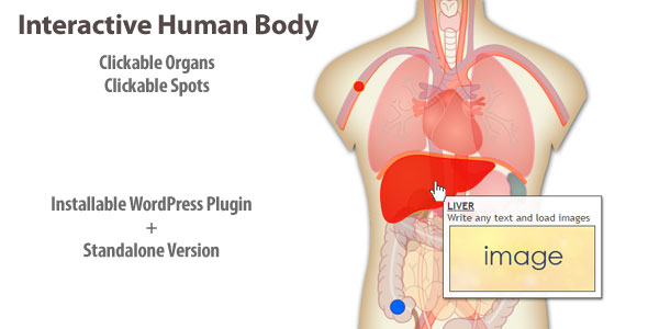 Download Interactive Human Body Organs Diagram Nulled 