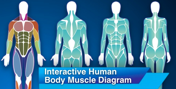 [Download] Interactive Human Body Muscle Diagram – Male and Female diagrams 