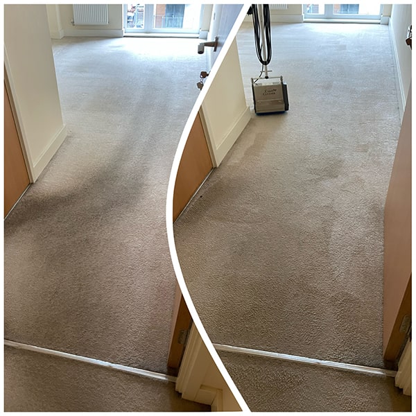 professional-carpet-cleaning...jpeg