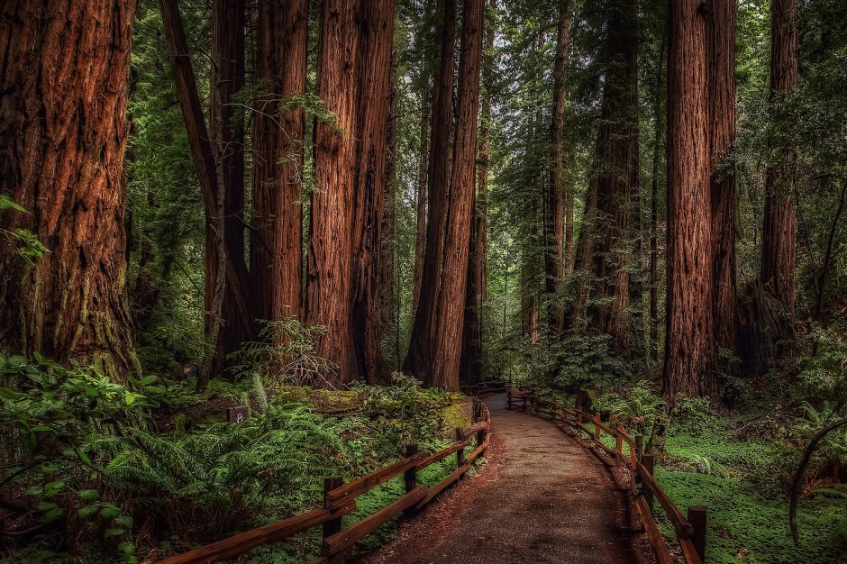 Muir-Woods-National-Monument-United-States3