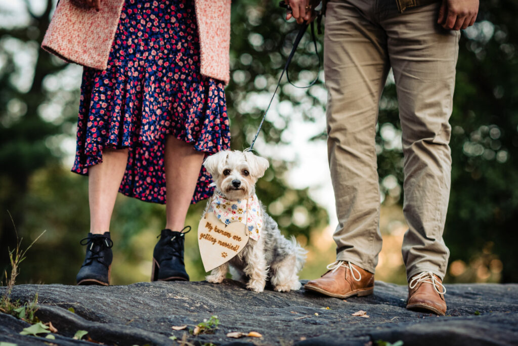 a pooch standing between the legs of her furparents during an engagement shoot in new york