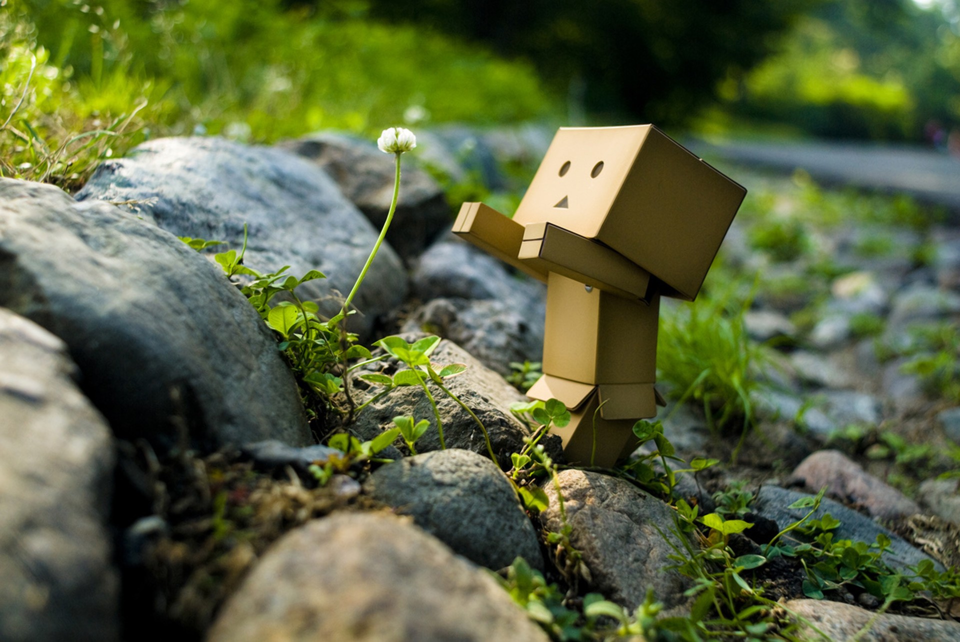 danbo.jpg