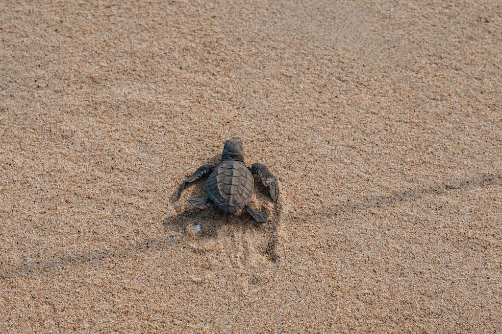 Turtle Release.