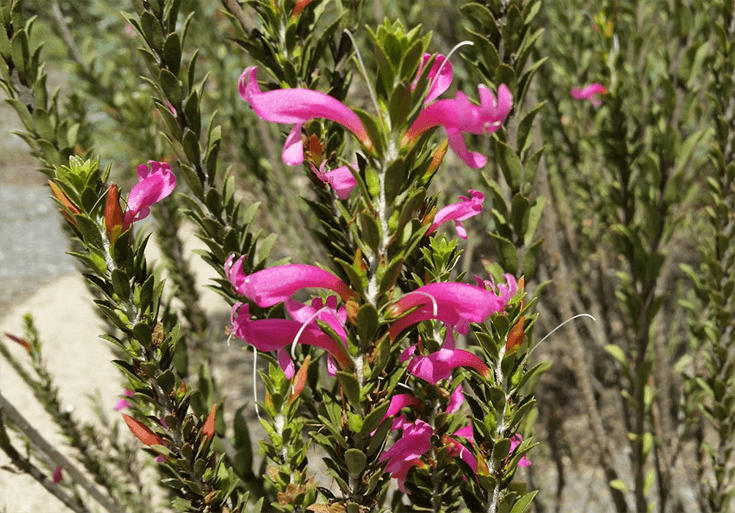 Bunga Eremophila australia