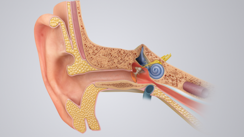 Help Your Patients Keep Their Ears Healthy This Summer