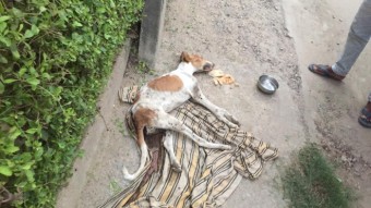 FUNDING THE TREATMENT OF STREET DOG