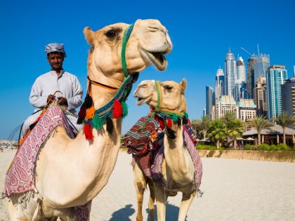 Camel on beach in Dubai