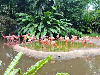 Jurong Bird Park - Flamingos