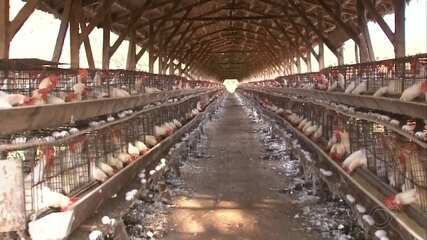 Produtores de ovos de Bastos relatam morte de galinhas por causa do calor