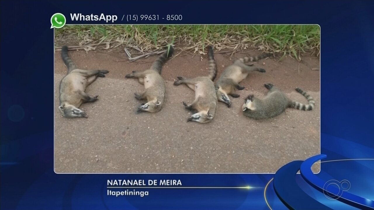 Quatis são encontrados mortos às margens de rodovia em Itapetininga