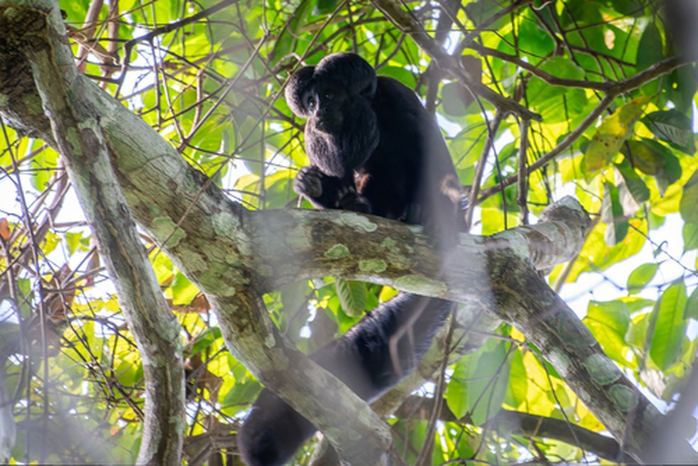 O primata é o único pitecídeo amazônico encontrado a leste do rio Tocantins — Foto: nailsonjr17/iNaturalist