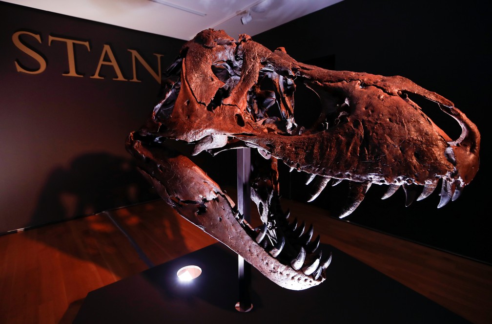 Um dos mais completos esqueletos de T-rex vai a leilão e pode ultrapassar os US$8 milhões — Foto: Mike Segar/Reuters