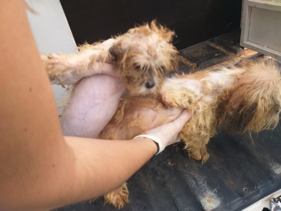Cães estavam em situação de maus-tratos em Rio Preto — Foto: Arquivo Pessoal