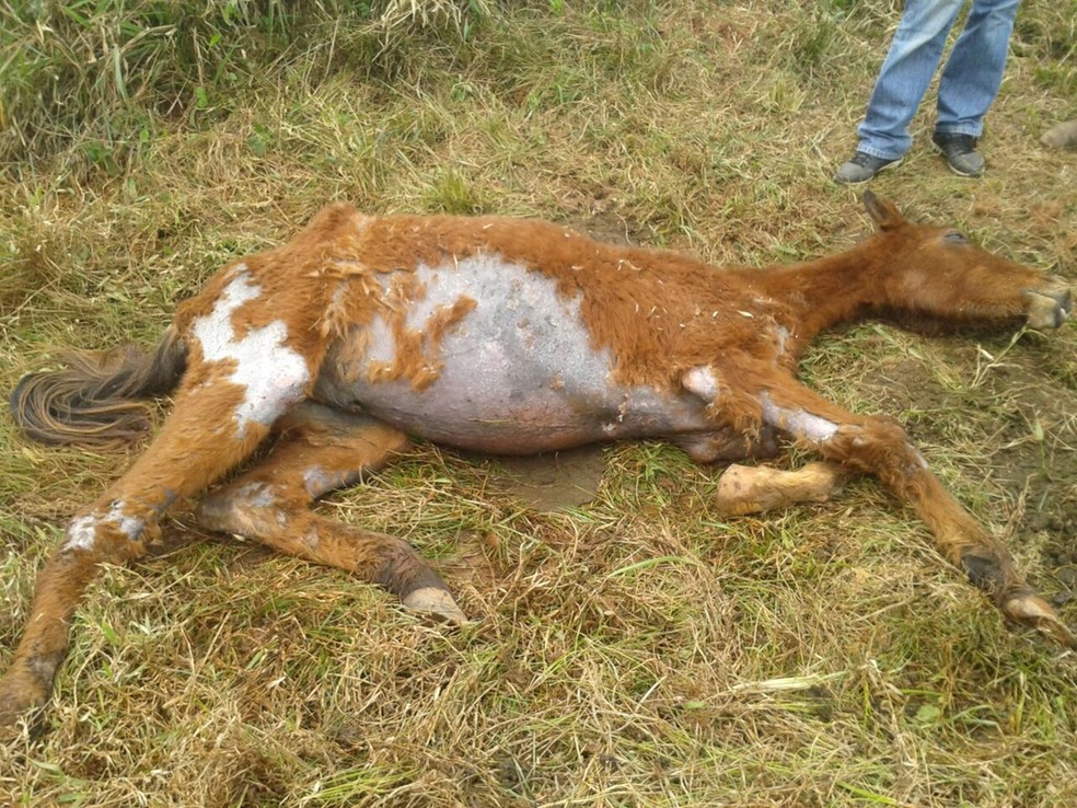 Animal foi encontrado após denúncia anônima para a ONG — Foto: Arquivo pessoal/Maurício Alves Affonso