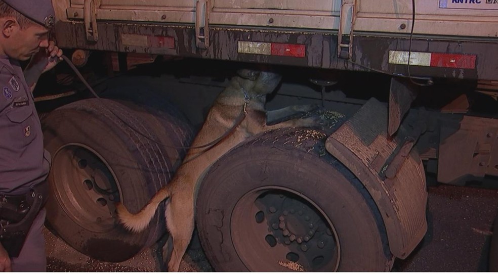 Cães farejadores ajudaram a localizar o entorpecente na carga do caminhão (Foto: Reprodução/TV TEM)