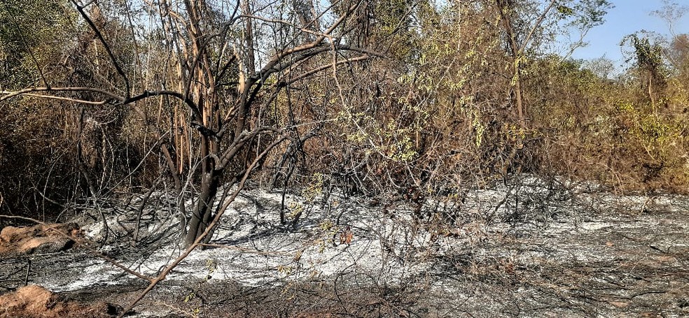 Especialistas estimam que cerca de um terço da área da Estação Ecológica de Bauru já foi consumido pelas chamas — Foto: Marco Previdello/TV TEM