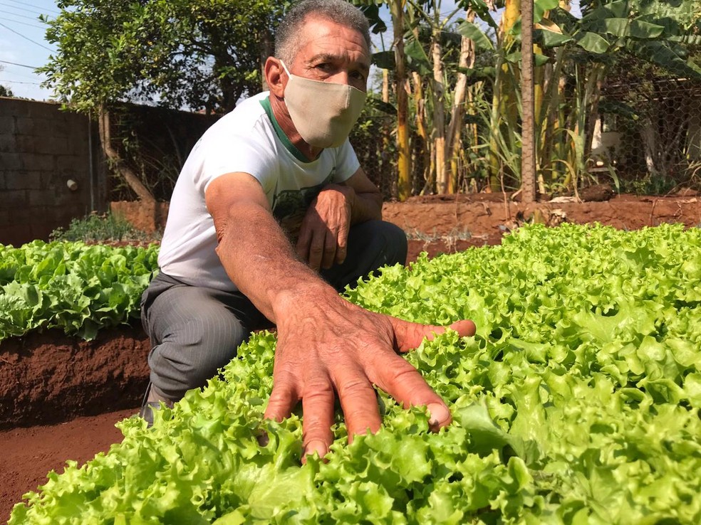 Aposentado cultiva as verduras que são doadas para moradores em Bocaina  — Foto: Rafael Ferraz / TV TEM 