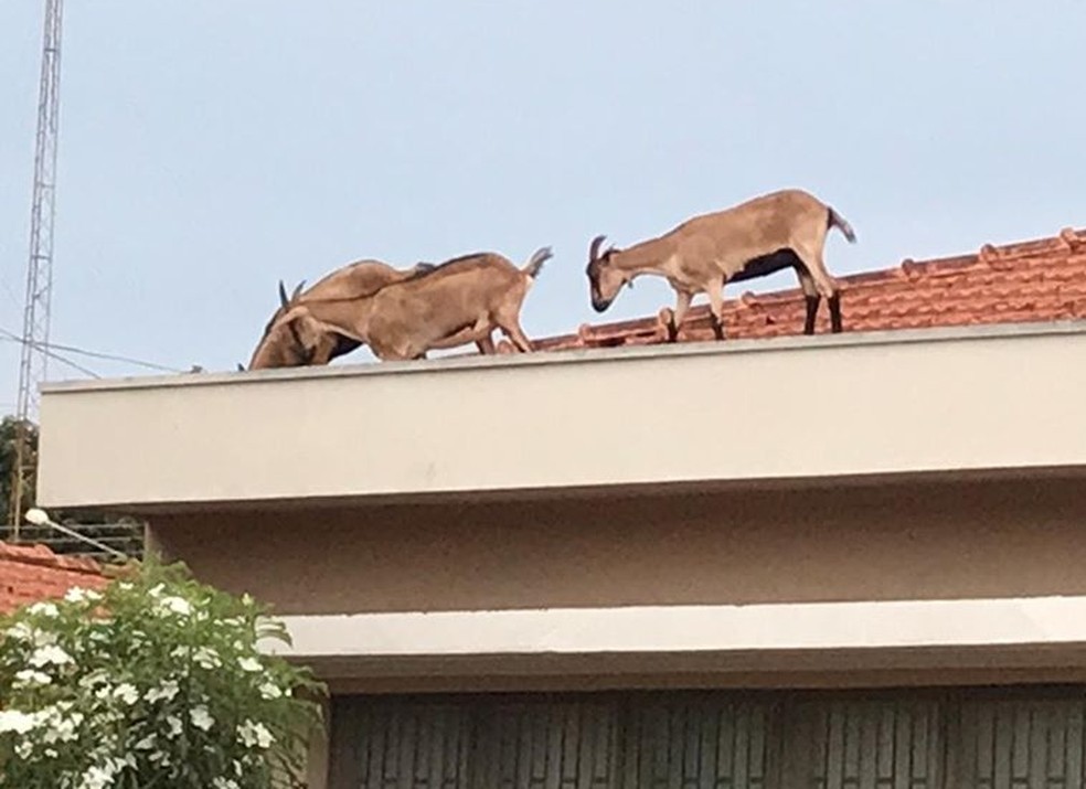 Vizinha contou que não é a primeira vez que cabras invadem as casas na região em Santa Cruz do Rio Pardo — Foto: Natalie Camilo dos Santos/Arquivo pessoal