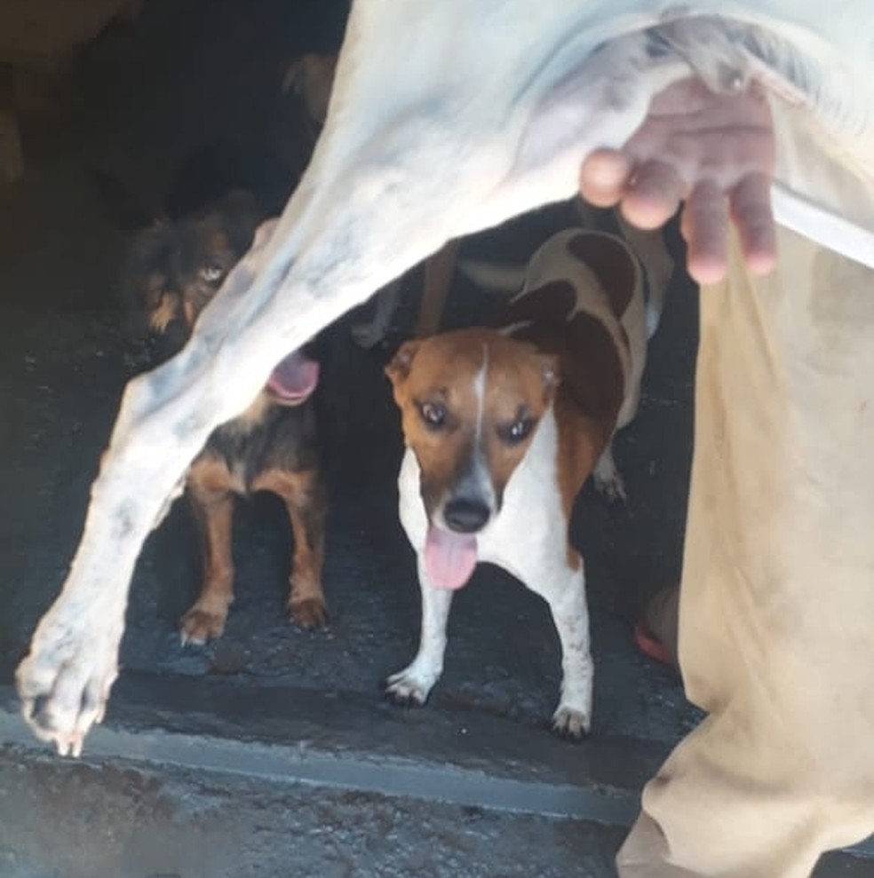 Homem é multado em R$ 90 mil por maus-tratos de animais em Marília — Foto: Arquivo pessoal/Fábio Protetor
