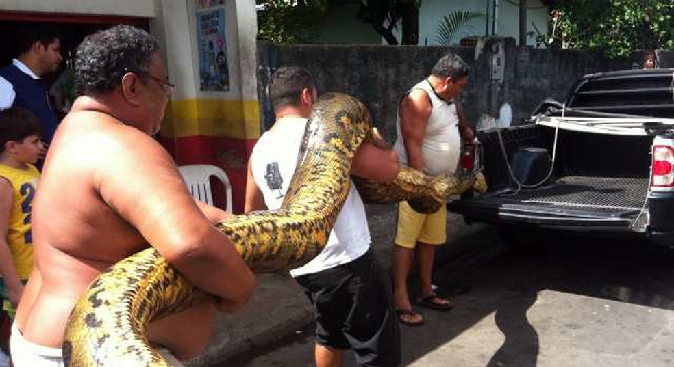 Cobra de aproximadamente 6m de comprimento — Foto: Tiago Melo/G1 AM