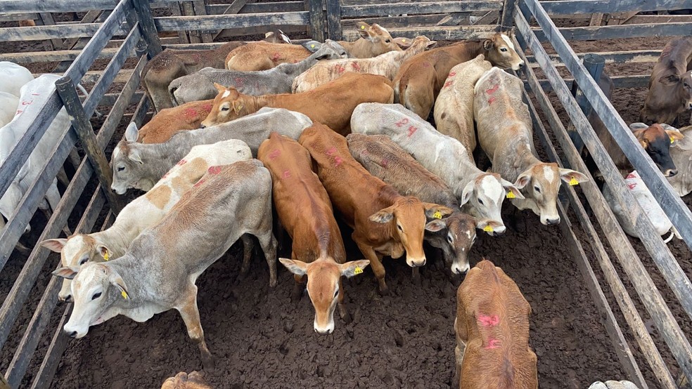 Cabeças de gado roubadas em Itatinga (SP) e encontradas pela Polícia Civil são avaliadas em mais de R$ 1 milhão — Foto: Polícia Civil/ Divulgação