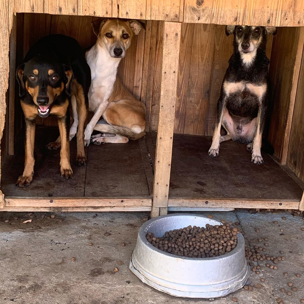 Protetores de animais de Rio Claro fazem campanha de adoção para cães que ficaram sozinhos após donos morrerem de Covid-19 — Foto: Giselle Pfeifer/Arquivo Pessoal