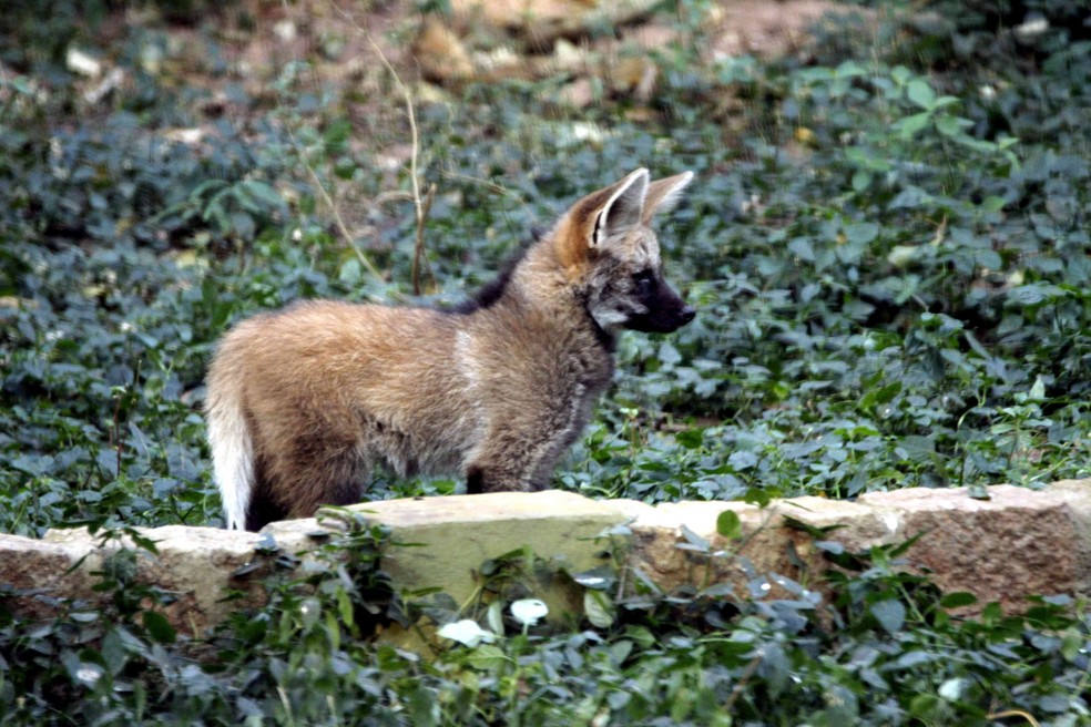 Zoológico de Bauru se destaca na reprodução de algumas espécies ameaçadas de extinção, como o logo-guará, símbolo do parque bauruense  — Foto: Nayara Campos/Prefeitura de Bauru/Arquivo