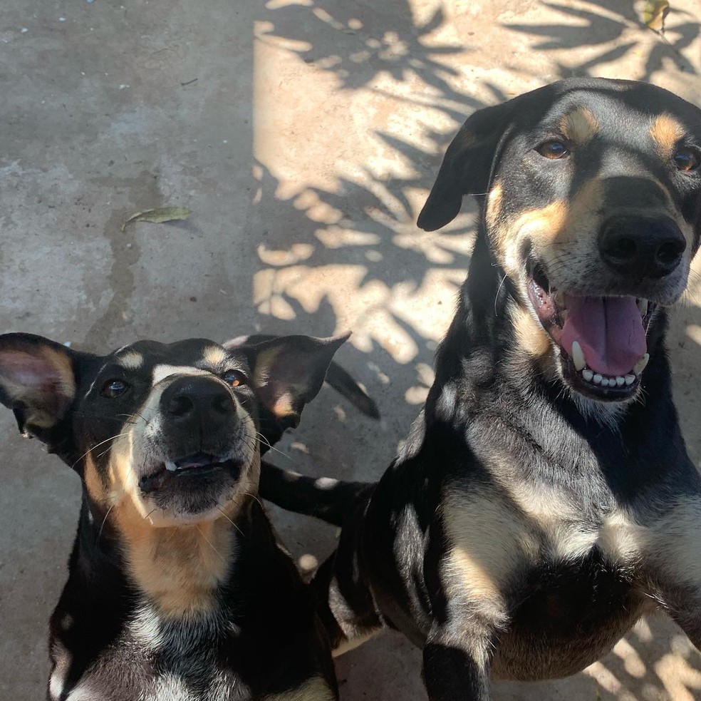 Protetores de animais de Rio Claro fazem campanha de adoção para cães, após donos morrerem de Covid — Foto: Giselle Pfeifer/Arquivo Pessoal