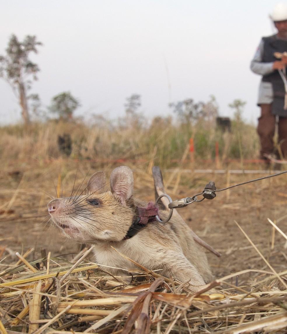 O rato Magawa e visto durante seu trabalho farejando minas terrestres no Camboja. O roedor ganhou o equivalente animal da maior honra civil do Reino Unido por bravura nesta sexta-feira (25) por sua habilidade fantástica de farejar minas terrestres e munições não detonadas        — Foto: Divulgação/PDSA via AFP