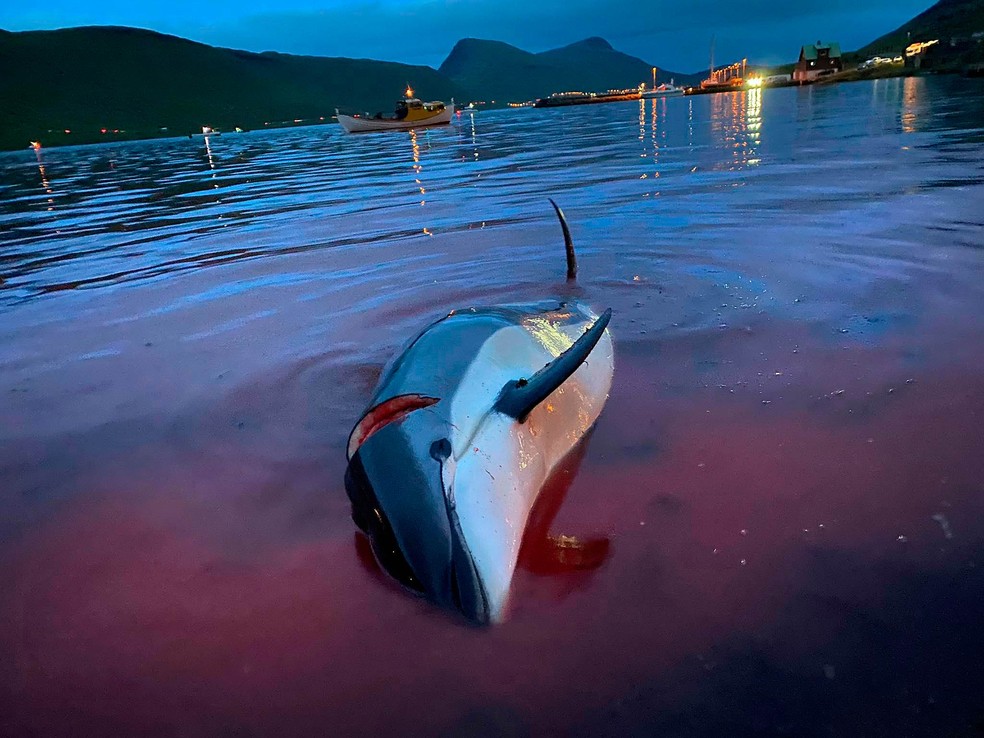  Imagens divulgadas pela Sea Shepherd Conservation Society mostram matança de golfinhos nas Ilhas Faroé. — Foto: Sea Shepherd Conservation Society/via AP
