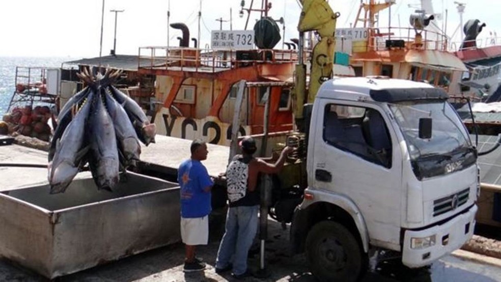 Atum sendo descarregado para ser exportado em Majuro — Foto: Getty/BBC
