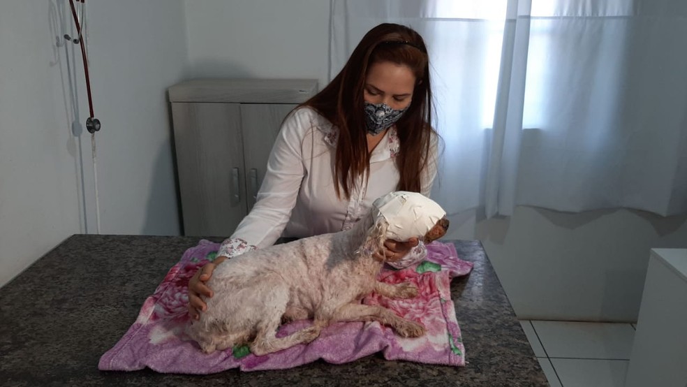 ONG denunciou maus-tratos de cachorrinha em Ipaussu — Foto: Adolfo Lima/TV TEM