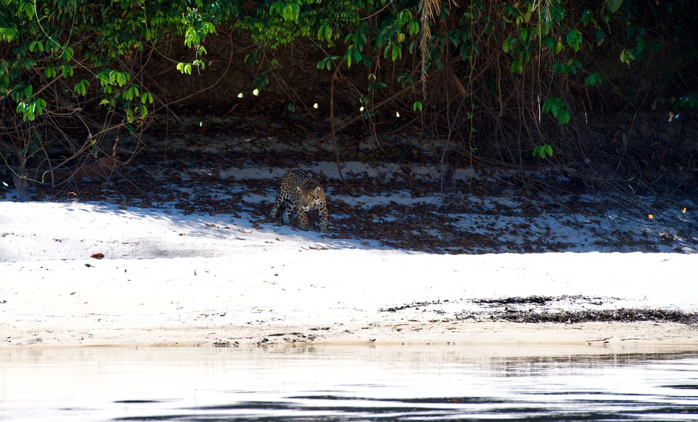 Os felinos foram soltos em uma área preservada no Sul do Pará — Foto: Joares May/Onçafari