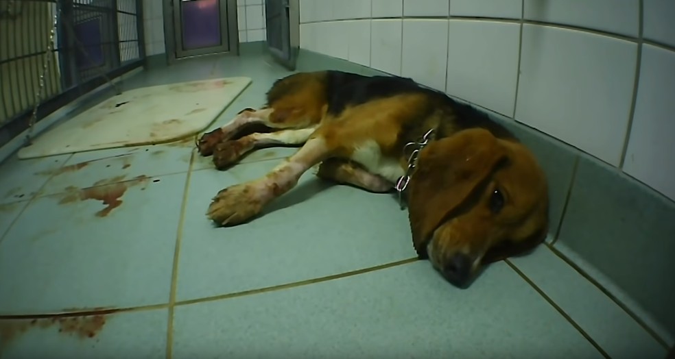 Beagle em laboratório acusado por ONGs internacionais de causar maus-tratos a cobaias — Foto: Reprodução/SOKO