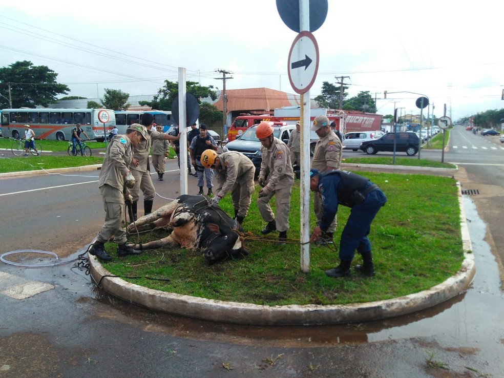 Bombeiros e policiais amarram touro  — Foto: Osvaldo Nóbrega/ TV Morena