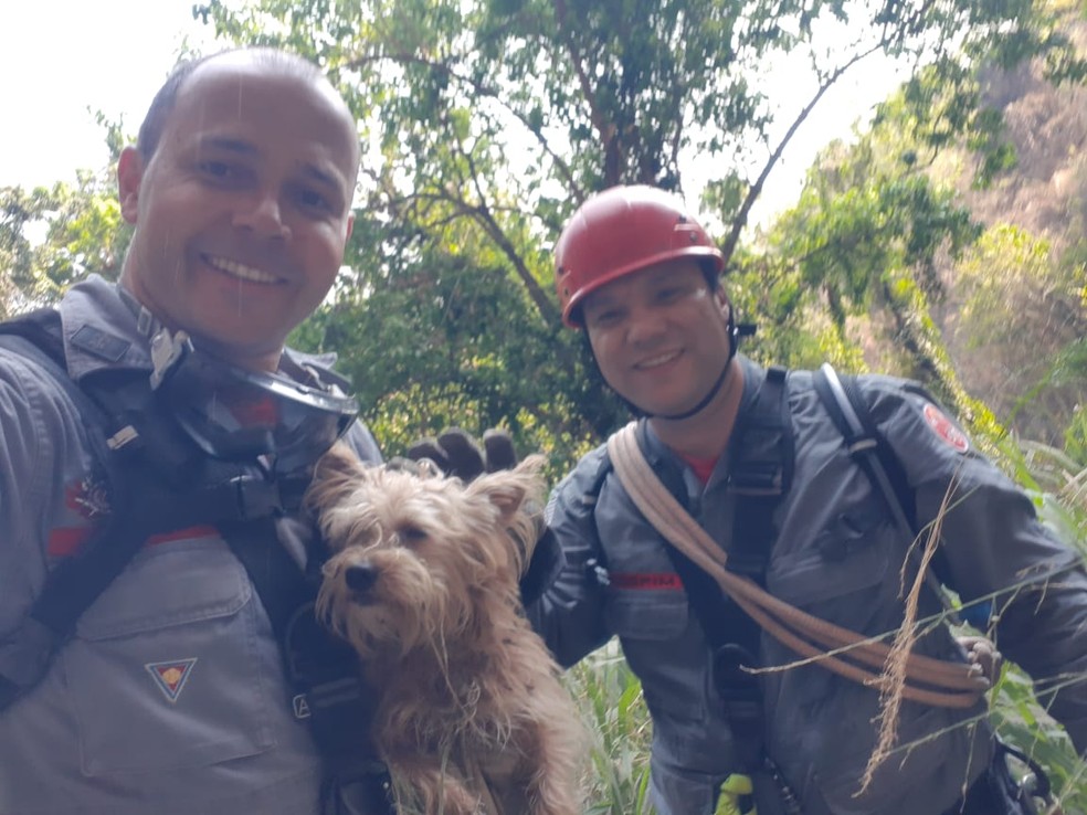 Bombeiros conseguiram resgatar o animal numa segunda tentativa; na primeira, animal estava assustado e fugiu — Foto: Corpo de Bombeiros/Divulgação