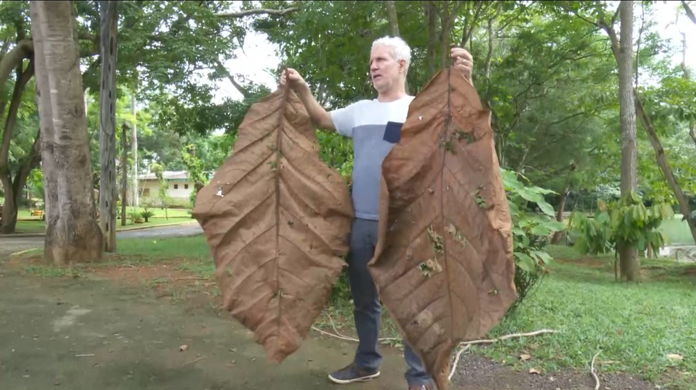 Árvore foi descoberta após engenheiro do parque receber folha gigante  — Foto: Rede Amazônica/Reprodução