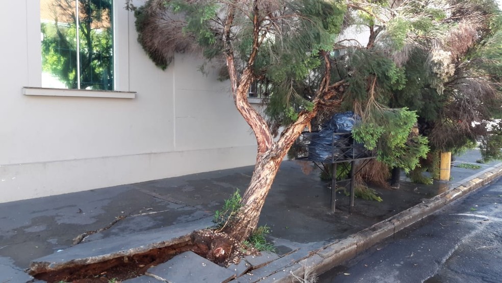 Chuva derrubou árvores na Vila Rezende em Piracicaba — Foto: Edijan Del Santo/EPTV