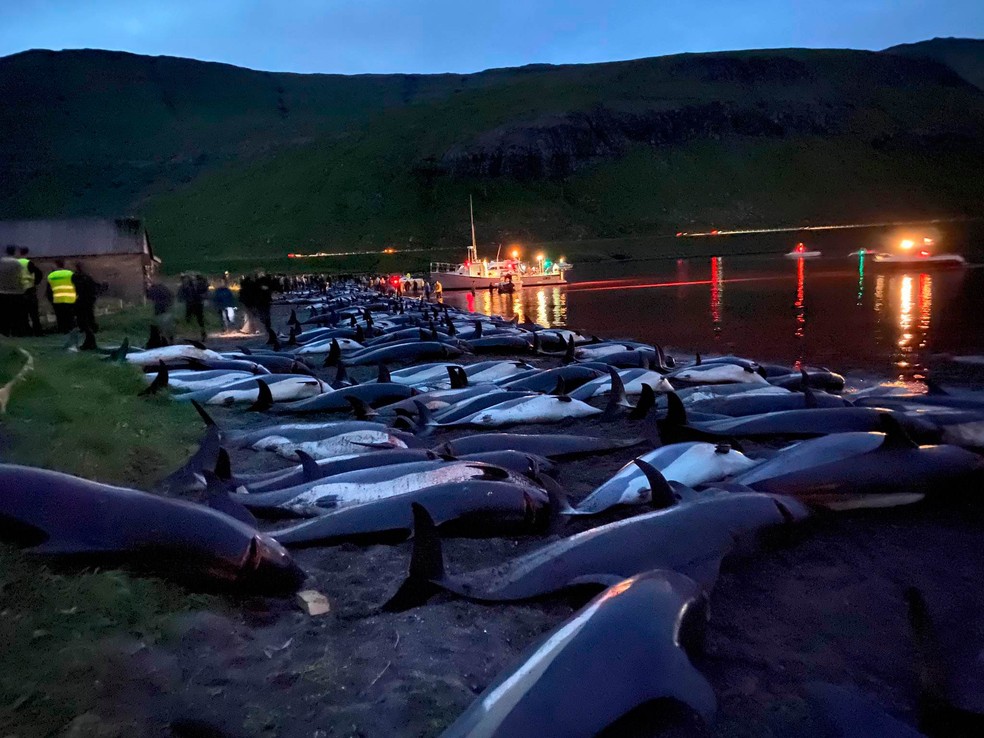 Matança de golfinhos nas Ilhas Faroé, no Atlântico Norte, na Dinamarca. — Foto: Sea Shepherd Conservation Society/via AP