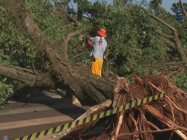 Mais de 150 árvores caíram com temporal (Foto: Reprodução/TV TEM)