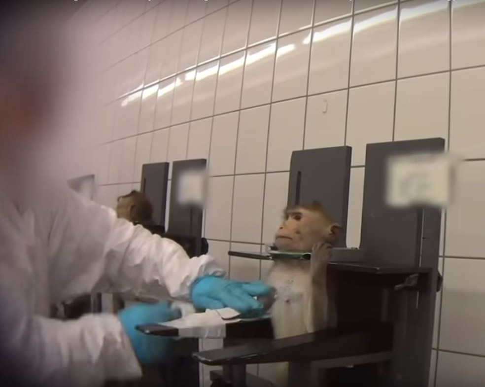 ONG internacional denuncia maus-tratos a beagles e macacos em laboratório alemão — Foto: Reprodução/YouTube