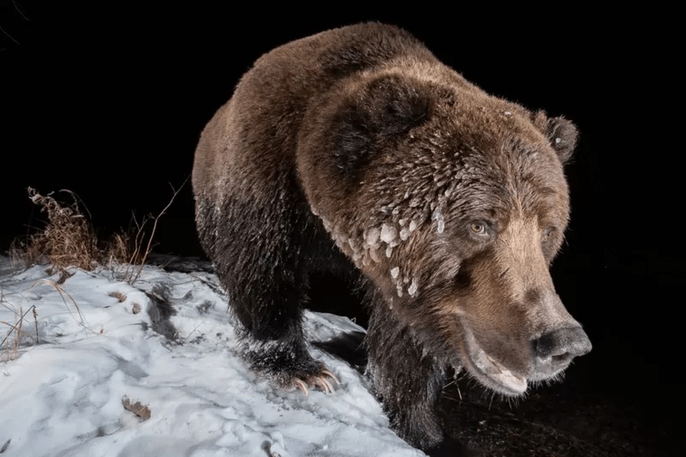 Armadilhas fotográficas, vencedora: 'Ice bear' ('Urso de gelo', de Geoffrey Reynaud — Foto: GEOFFREY REYNAUD / NATURE TTL